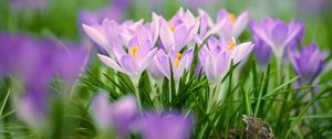 Preview wallpaper saffron flowers, saffron, flowers, petals, grass, spring