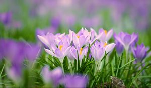 Preview wallpaper saffron flowers, saffron, flowers, petals, grass, spring