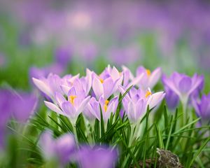 Preview wallpaper saffron flowers, saffron, flowers, petals, grass, spring