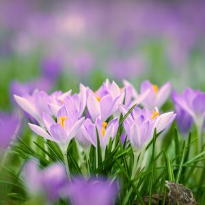 Preview wallpaper saffron flowers, saffron, flowers, petals, grass, spring