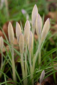 Preview wallpaper saffron, flowers, spring