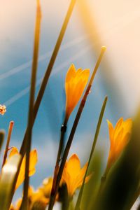 Preview wallpaper saffron, flowers, yellow, bloom, macro