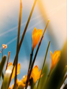 Preview wallpaper saffron, flowers, yellow, bloom, macro