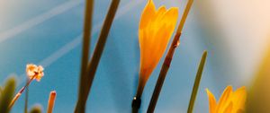 Preview wallpaper saffron, flowers, yellow, bloom, macro