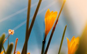 Preview wallpaper saffron, flowers, yellow, bloom, macro