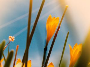 Preview wallpaper saffron, flowers, yellow, bloom, macro