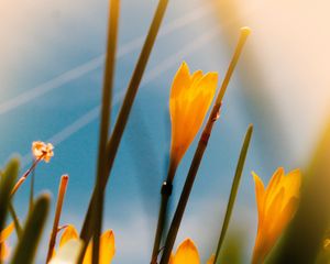 Preview wallpaper saffron, flowers, yellow, bloom, macro