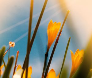 Preview wallpaper saffron, flowers, yellow, bloom, macro