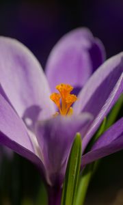 Preview wallpaper saffron, petals, flower, purple