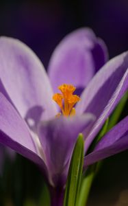 Preview wallpaper saffron, petals, flower, purple