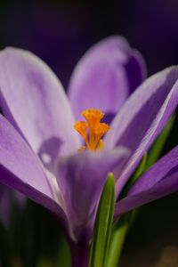 Preview wallpaper saffron, petals, flower, purple