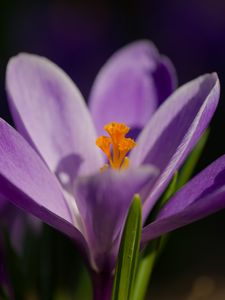 Preview wallpaper saffron, petals, flower, purple