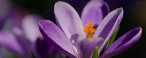 Preview wallpaper saffron, petals, flower, purple