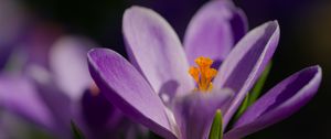 Preview wallpaper saffron, petals, flower, purple