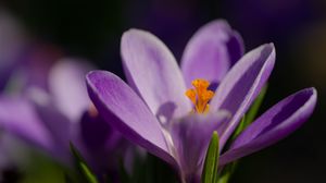 Preview wallpaper saffron, petals, flower, purple