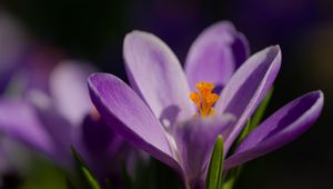 Preview wallpaper saffron, petals, flower, purple