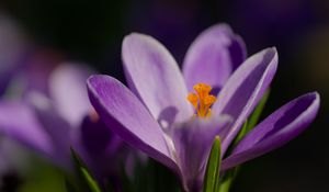 Preview wallpaper saffron, petals, flower, purple