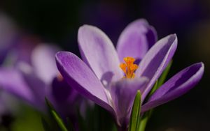 Preview wallpaper saffron, petals, flower, purple
