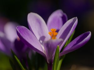 Preview wallpaper saffron, petals, flower, purple