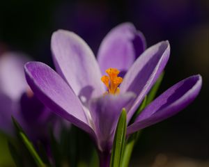 Preview wallpaper saffron, petals, flower, purple