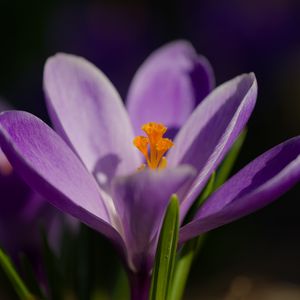 Preview wallpaper saffron, petals, flower, purple