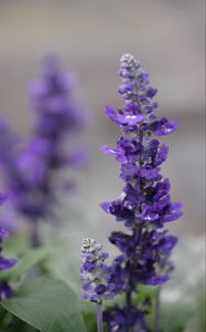 Preview wallpaper sage, flowers, plant, purple, macro