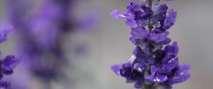 Preview wallpaper sage, flowers, plant, purple, macro
