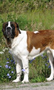 Preview wallpaper saint bernard, dog, grass, walk