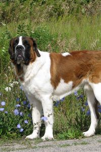 Preview wallpaper saint bernard, dog, grass, walk