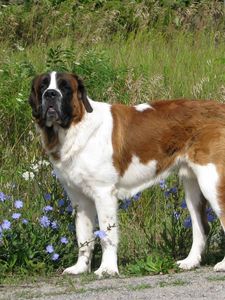 Preview wallpaper saint bernard, dog, grass, walk