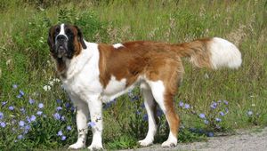 Preview wallpaper saint bernard, dog, grass, walk