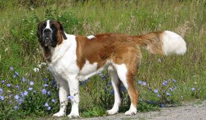 Preview wallpaper saint bernard, dog, grass, walk