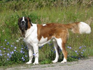 Preview wallpaper saint bernard, dog, grass, walk