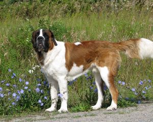 Preview wallpaper saint bernard, dog, grass, walk