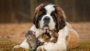 Preview wallpaper saint bernard, dog, kittens