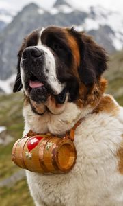 Preview wallpaper saint bernard, dog, muzzle, barrel