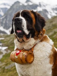 Preview wallpaper saint bernard, dog, muzzle, barrel