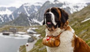 Preview wallpaper saint bernard, dog, muzzle, barrel