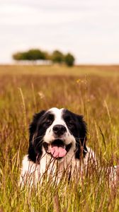 Preview wallpaper saint bernard, dog, protruding tongue, pet, grass