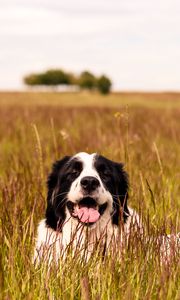 Preview wallpaper saint bernard, dog, protruding tongue, pet, grass