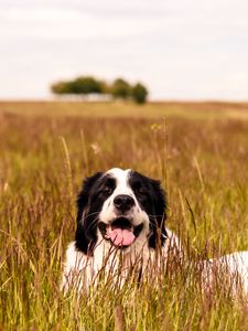 Preview wallpaper saint bernard, dog, protruding tongue, pet, grass