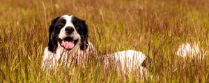 Preview wallpaper saint bernard, dog, protruding tongue, pet, grass