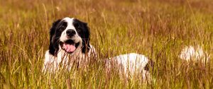 Preview wallpaper saint bernard, dog, protruding tongue, pet, grass