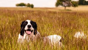 Preview wallpaper saint bernard, dog, protruding tongue, pet, grass