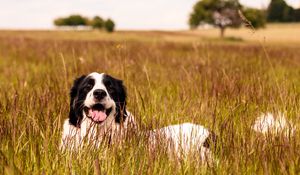 Preview wallpaper saint bernard, dog, protruding tongue, pet, grass