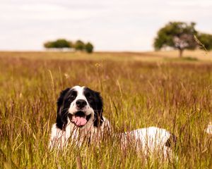 Preview wallpaper saint bernard, dog, protruding tongue, pet, grass