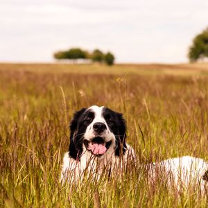 Preview wallpaper saint bernard, dog, protruding tongue, pet, grass