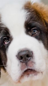 Preview wallpaper saint bernard, dog, puppy, muzzle