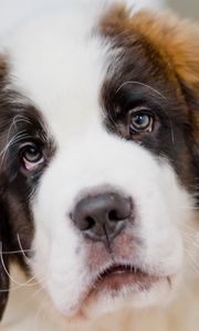 Preview wallpaper saint bernard, dog, puppy, muzzle