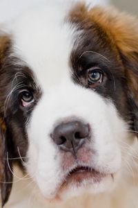 Preview wallpaper saint bernard, dog, puppy, muzzle